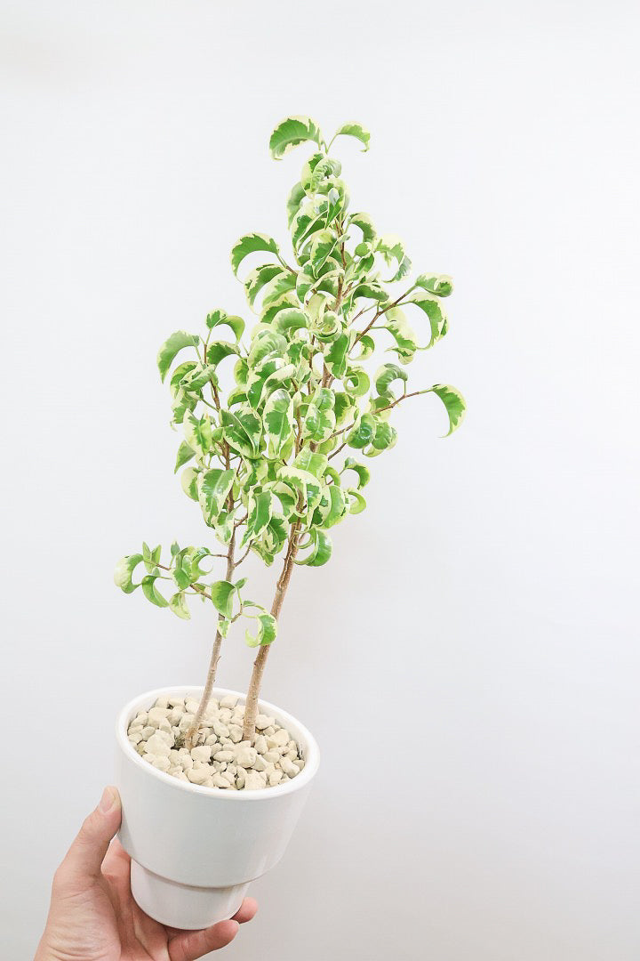 【ベンジャミン シタシオン】シンプルなデザインのPOT♪幹がしっかりとしていますが、かわいいミニサイズ！爽やかな葉っぱが素敵♪