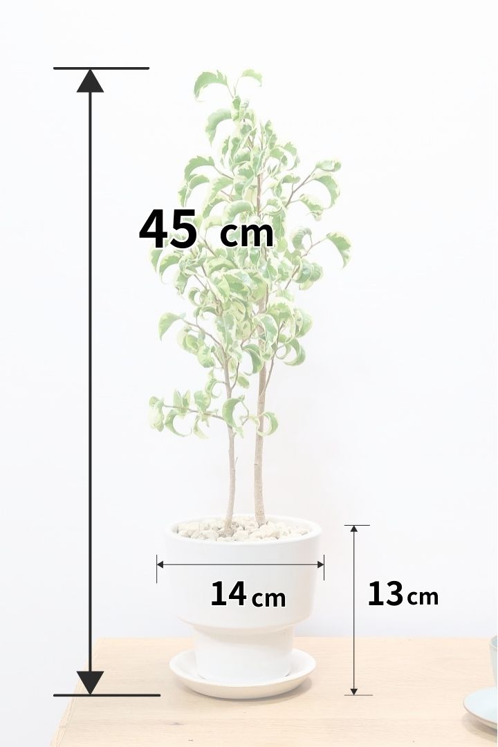 【ベンジャミン シタシオン】シンプルなデザインのPOT♪幹がしっかりとしていますが、かわいいミニサイズ！爽やかな葉っぱが素敵♪