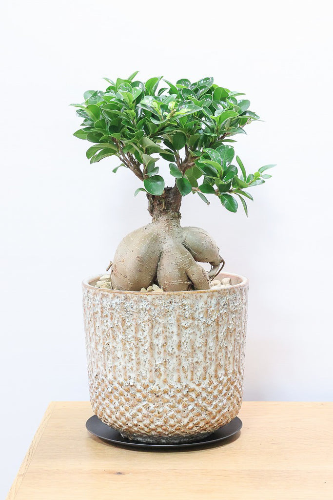 ガジュマル ガジュマル(多幸の樹) 8号セラート鉢 観葉植物と植木鉢の専門店