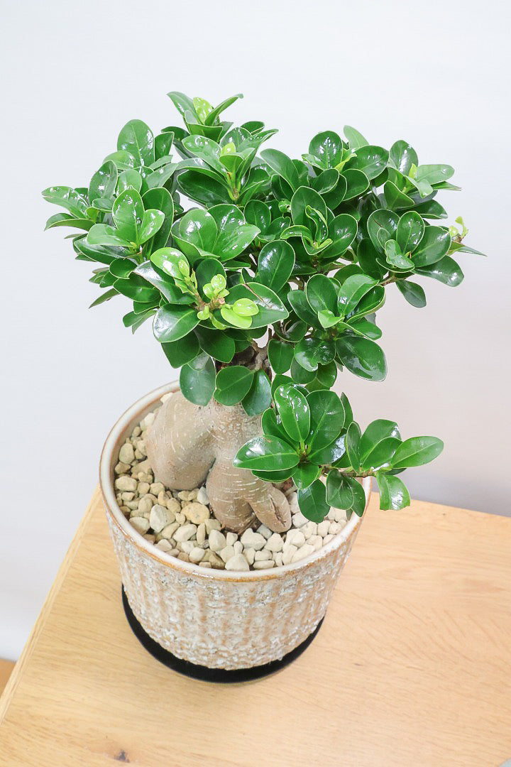 【ガジュマル】この幹は唯一無二！仕入れ時に個性的な個体を選んで仕入れてきました！おすすめです！