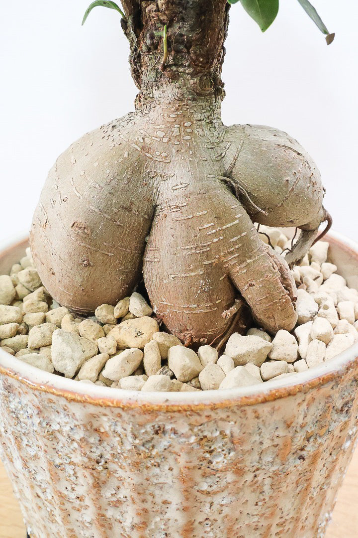 【ガジュマル】この幹は唯一無二！仕入れ時に個性的な個体を選んで仕入れてきました！おすすめです！