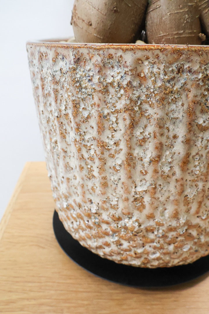 【ガジュマル】この幹は唯一無二！仕入れ時に個性的な個体を選んで仕入れてきました！おすすめです！