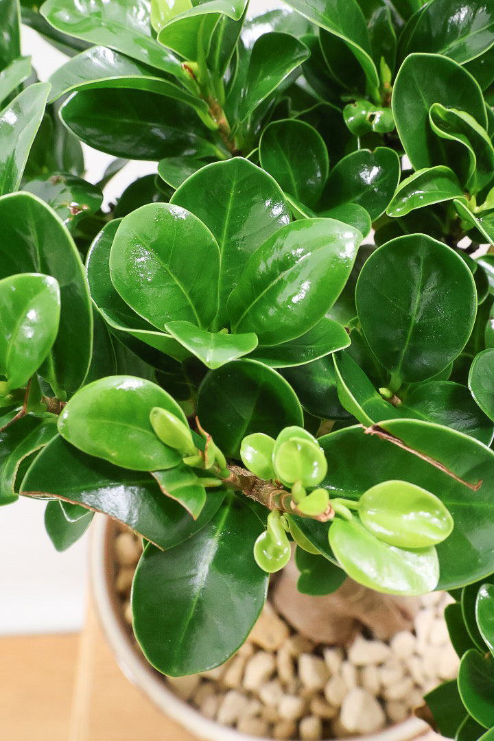 ガジュマル ガジュマル(多幸の樹) 8号セラート鉢 観葉植物と植木鉢の専門店