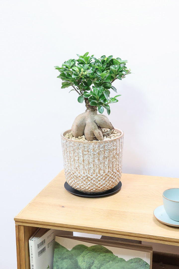 【ガジュマル】この幹は唯一無二！仕入れ時に個性的な個体を選んで仕入れてきました！おすすめです！