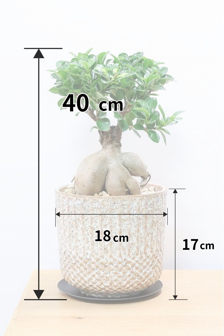 【ガジュマル】この幹は唯一無二！仕入れ時に個性的な個体を選んで仕入れてきました！おすすめです！