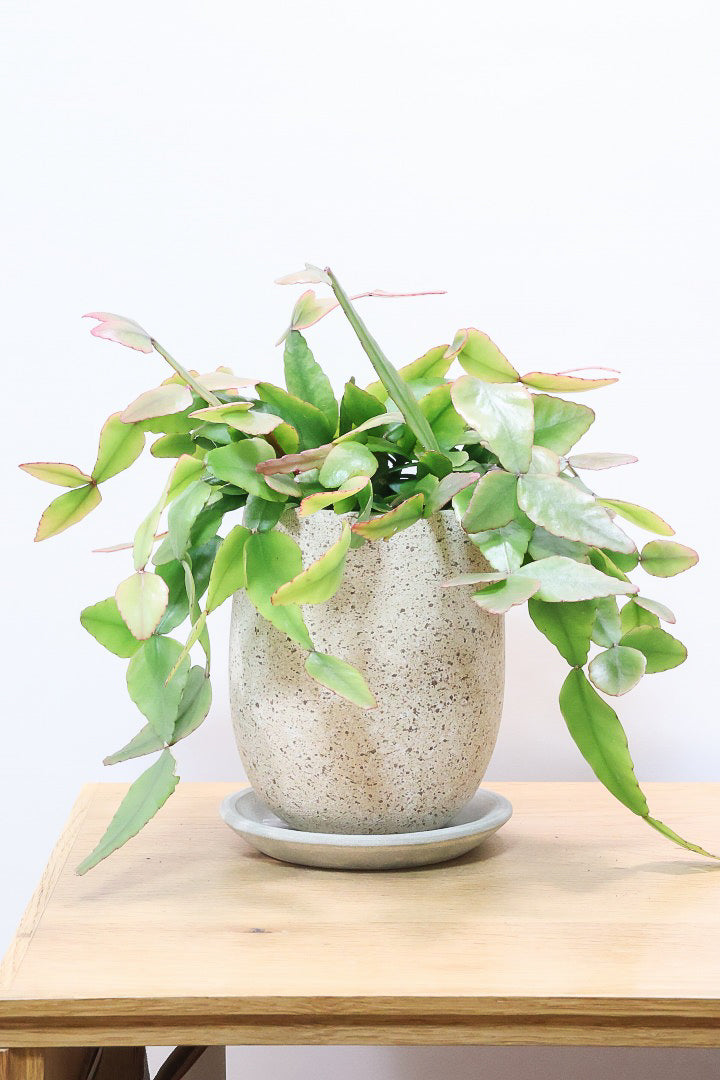 【リプサリス エリプティカ】大ぶりのかわいい葉っぱが詰まったフォルム！お花も咲いちゃう可愛いサボテンです！