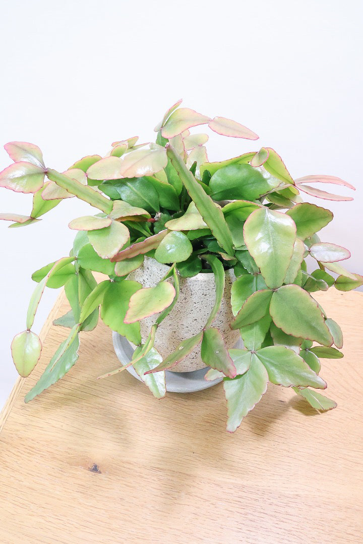 【リプサリス エリプティカ】大ぶりのかわいい葉っぱが詰まったフォルム！お花も咲いちゃう可愛いサボテンです！