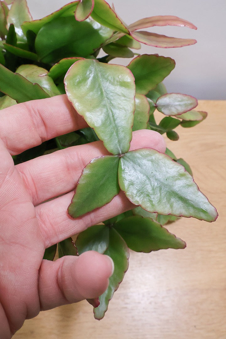 【リプサリス エリプティカ】大ぶりのかわいい葉っぱが詰まったフォルム！お花も咲いちゃう可愛いサボテンです！