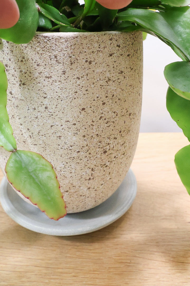 【リプサリス エリプティカ】大ぶりのかわいい葉っぱが詰まったフォルム！お花も咲いちゃう可愛いサボテンです！