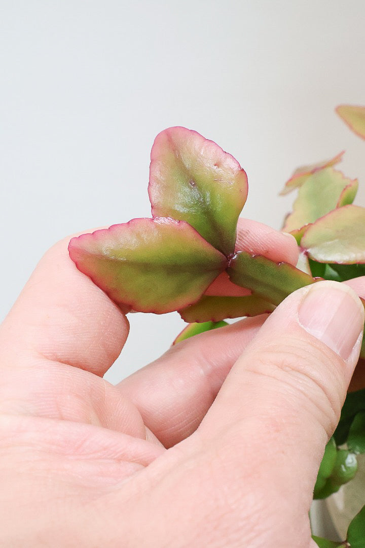 【リプサリス エリプティカ】大ぶりのかわいい葉っぱが詰まったフォルム！お花も咲いちゃう可愛いサボテンです！