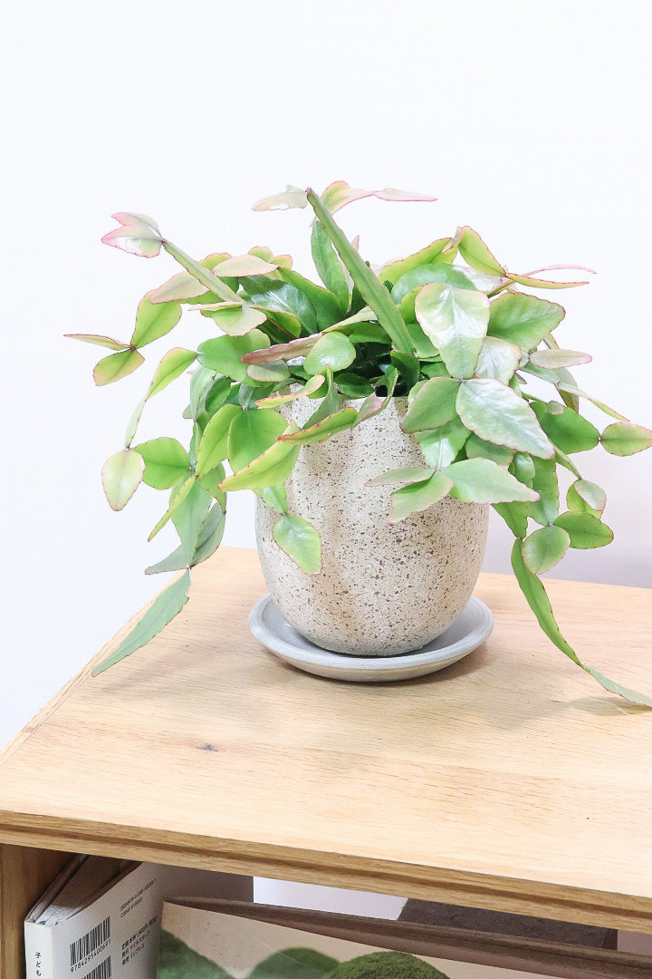 【リプサリス エリプティカ】大ぶりのかわいい葉っぱが詰まったフォルム！お花も咲いちゃう可愛いサボテンです！