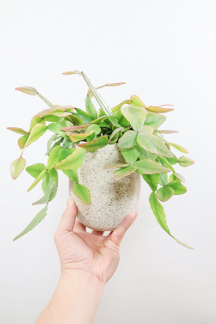 【リプサリス エリプティカ】大ぶりのかわいい葉っぱが詰まったフォルム！お花も咲いちゃう可愛いサボテンです！