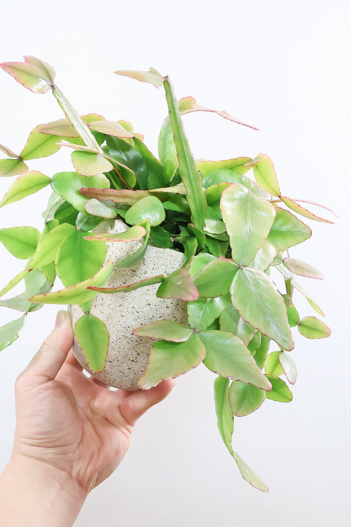 【リプサリス エリプティカ】大ぶりのかわいい葉っぱが詰まったフォルム！お花も咲いちゃう可愛いサボテンです！