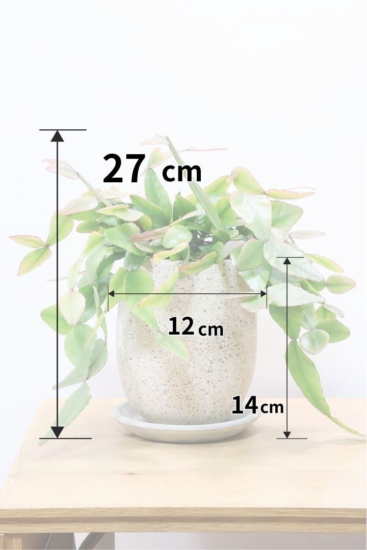 【リプサリス エリプティカ】大ぶりのかわいい葉っぱが詰まったフォルム！お花も咲いちゃう可愛いサボテンです！