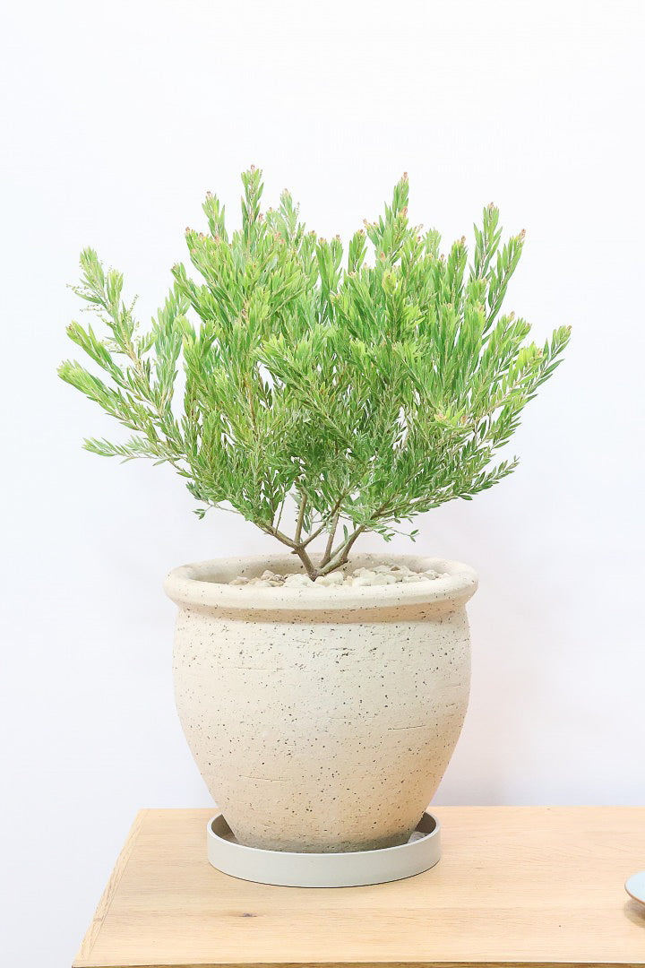 【アカシア テレサ】APEGO初入荷の品種のアカシア！寒さに強く丈夫なのでシンボルツリーにぴったり!かわいい黄色い花を咲かせます！