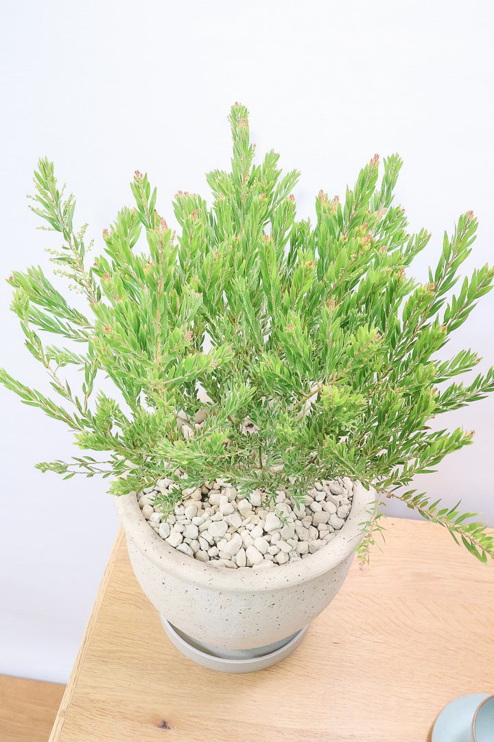 【アカシア テレサ】APEGO初入荷の品種のアカシア！寒さに強く丈夫なのでシンボルツリーにぴったり!かわいい黄色い花を咲かせます！