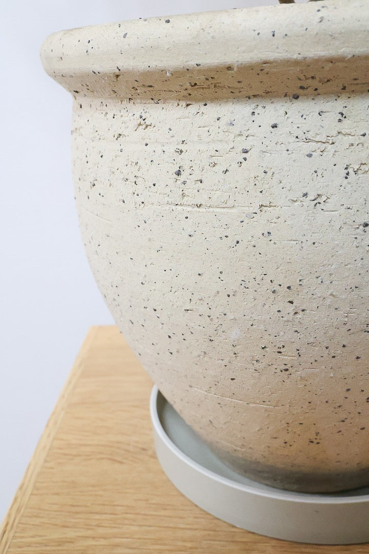 【アカシア テレサ】APEGO初入荷の品種のアカシア！寒さに強く丈夫なのでシンボルツリーにぴったり!かわいい黄色い花を咲かせます！