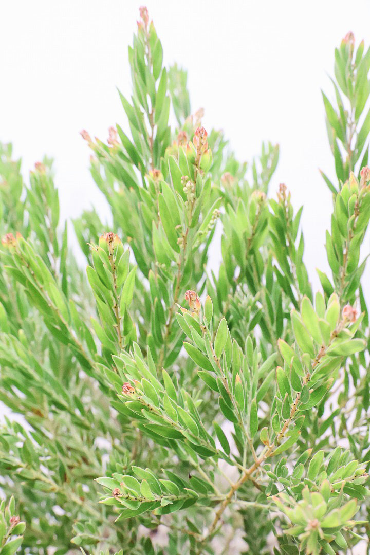 【アカシア テレサ】APEGO初入荷の品種のアカシア！寒さに強く丈夫なのでシンボルツリーにぴったり!かわいい黄色い花を咲かせます！