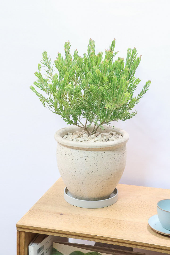 【アカシア テレサ】APEGO初入荷の品種のアカシア！寒さに強く丈夫なのでシンボルツリーにぴったり!かわいい黄色い花を咲かせます！