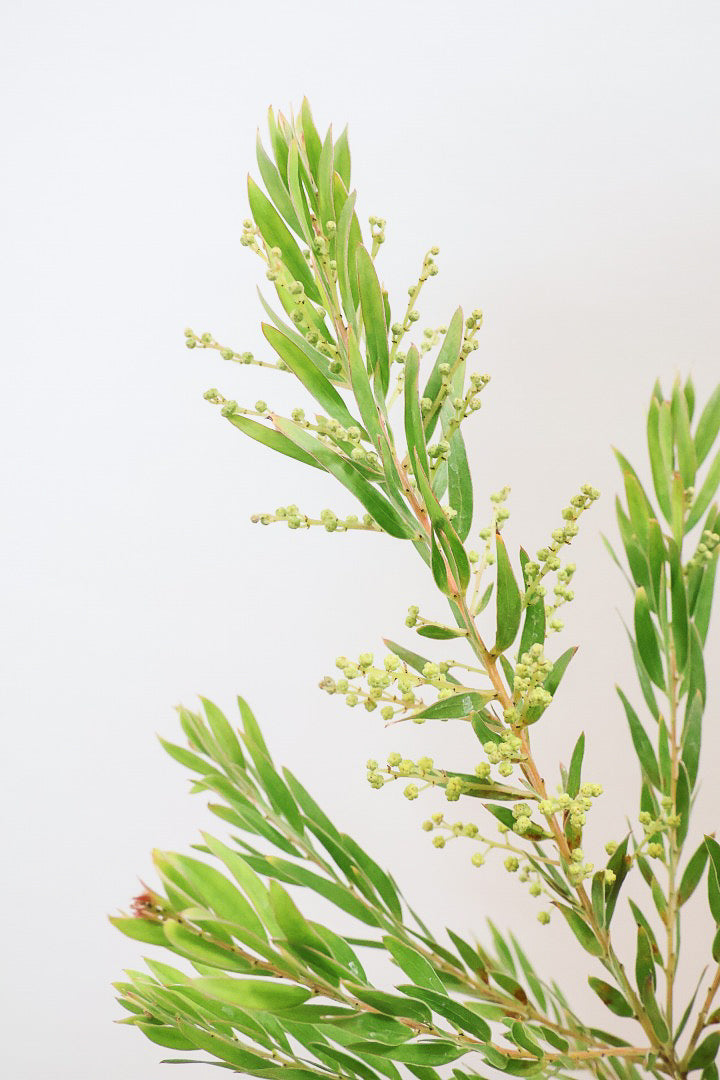 【アカシア テレサ】APEGO初入荷の品種のアカシア！寒さに強く丈夫なのでシンボルツリーにぴったり!かわいい黄色い花を咲かせます！