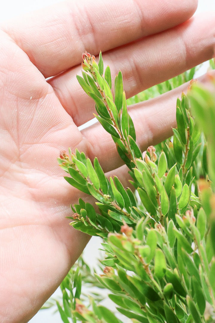 【アカシア テレサ】APEGO初入荷の品種のアカシア！寒さに強く丈夫なのでシンボルツリーにぴったり!かわいい黄色い花を咲かせます！