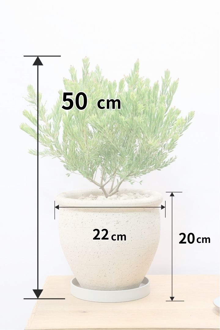 【アカシア テレサ】APEGO初入荷の品種のアカシア！寒さに強く丈夫なのでシンボルツリーにぴったり!かわいい黄色い花を咲かせます！