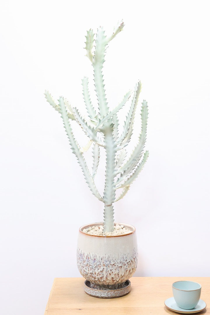 【ユーフォルビア ラクティア ホワイトゴースト】良い樹形！名前の通りホワイトの幹肌がとても美しい！意外と育てやすい！POTにもこだわりました！