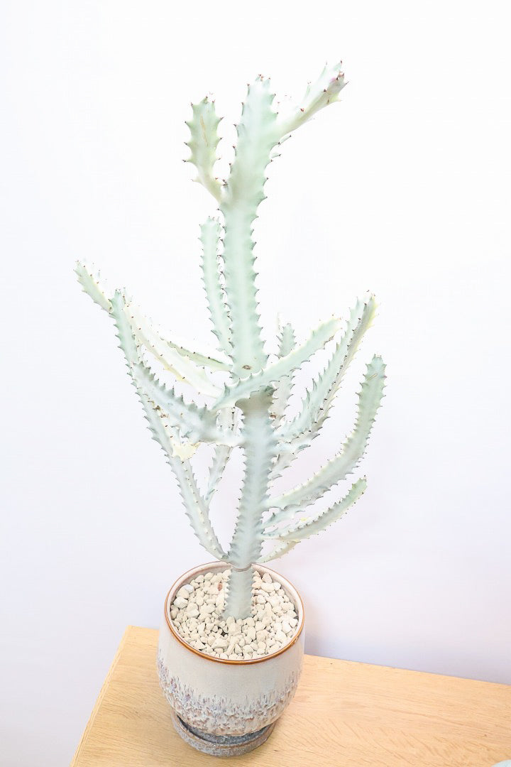 【ユーフォルビア ラクティア ホワイトゴースト】良い樹形！名前の通りホワイトの幹肌がとても美しい！意外と育てやすい！POTにもこだわりました！