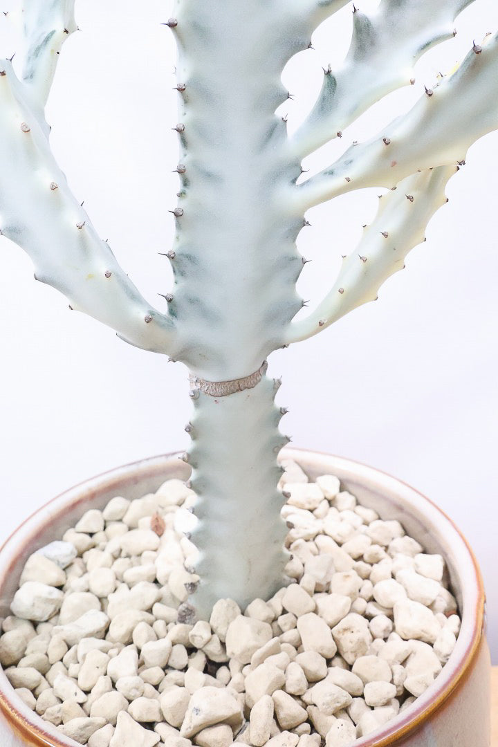 【ユーフォルビア ラクティア ホワイトゴースト】良い樹形！名前の通りホワイトの幹肌がとても美しい！意外と育てやすい！POTにもこだわりました！