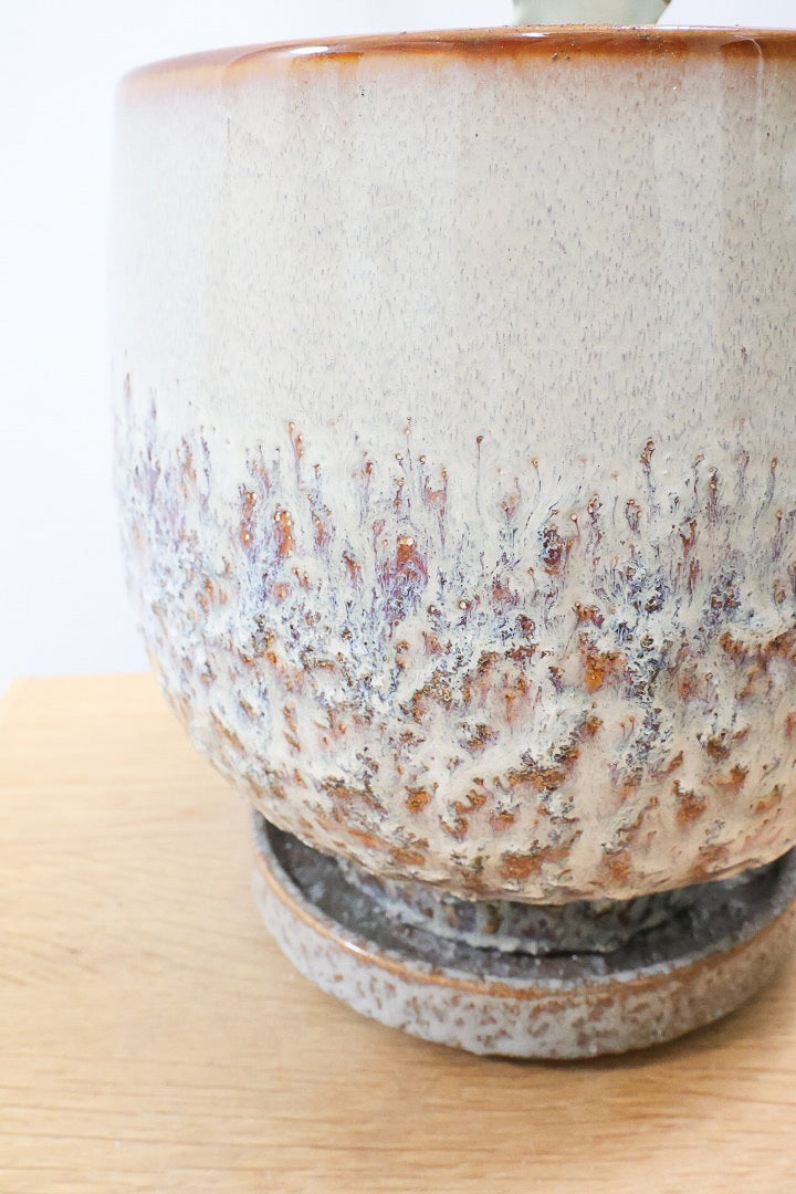 【ユーフォルビア ラクティア ホワイトゴースト】良い樹形！名前の通りホワイトの幹肌がとても美しい！意外と育てやすい！POTにもこだわりました！