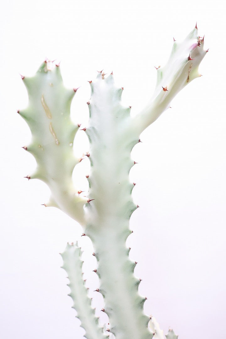 【ユーフォルビア ラクティア ホワイトゴースト】良い樹形！名前の通りホワイトの幹肌がとても美しい！意外と育てやすい！POTにもこだわりました！