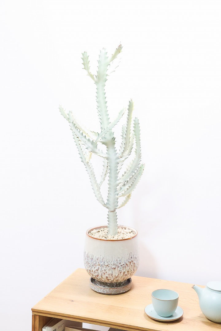 【ユーフォルビア ラクティア ホワイトゴースト】良い樹形！名前の通りホワイトの幹肌がとても美しい！意外と育てやすい！POTにもこだわりました！