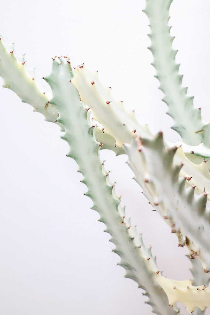 【ユーフォルビア ラクティア ホワイトゴースト】良い樹形！名前の通りホワイトの幹肌がとても美しい！意外と育てやすい！POTにもこだわりました！