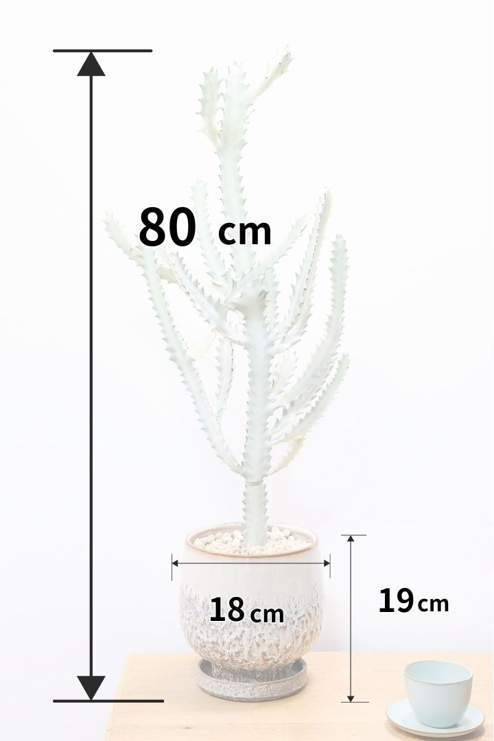 【ユーフォルビア ラクティア ホワイトゴースト】良い樹形！名前の通りホワイトの幹肌がとても美しい！意外と育てやすい！POTにもこだわりました！