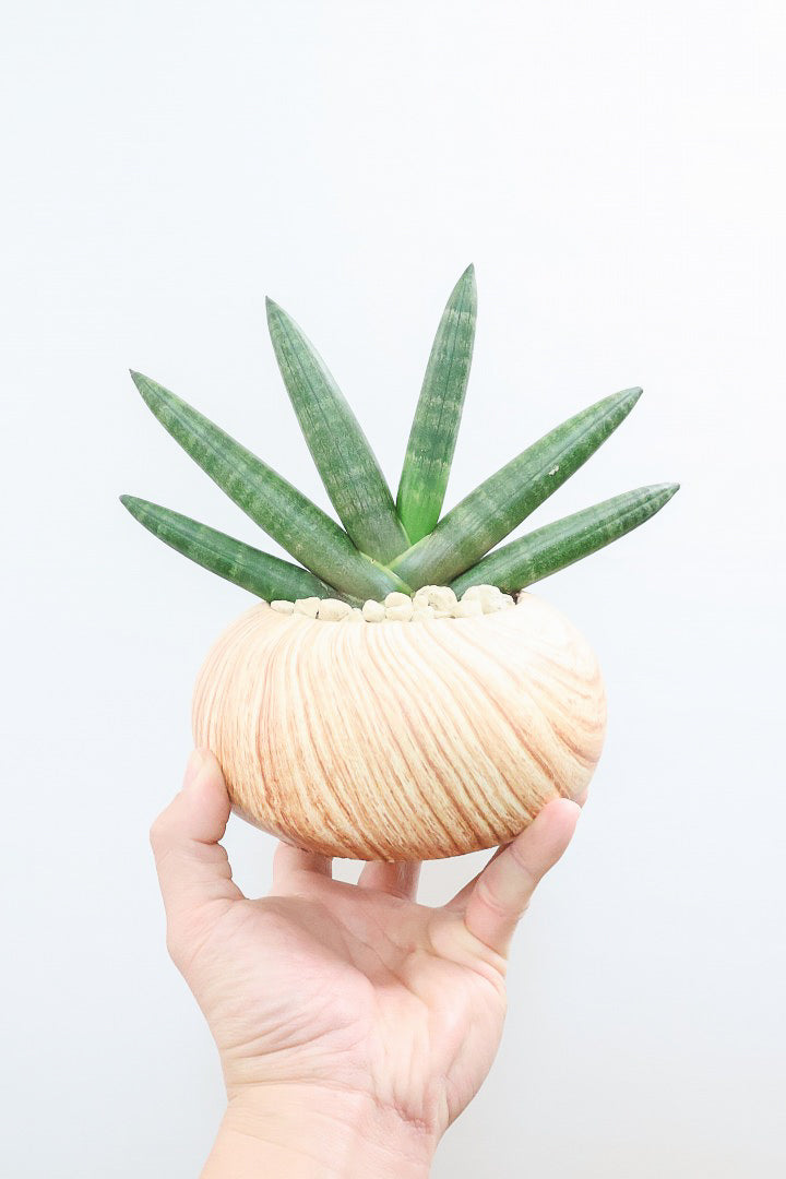 【サンスベリア ブラックボンセレンシス】大好きな品種！シブイ色合いが素敵！木目調のPOTもイイ感じです！