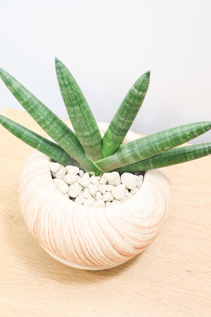 【サンスベリア ブラックボンセレンシス】大好きな品種！シブイ色合いが素敵！木目調のPOTもイイ感じです！