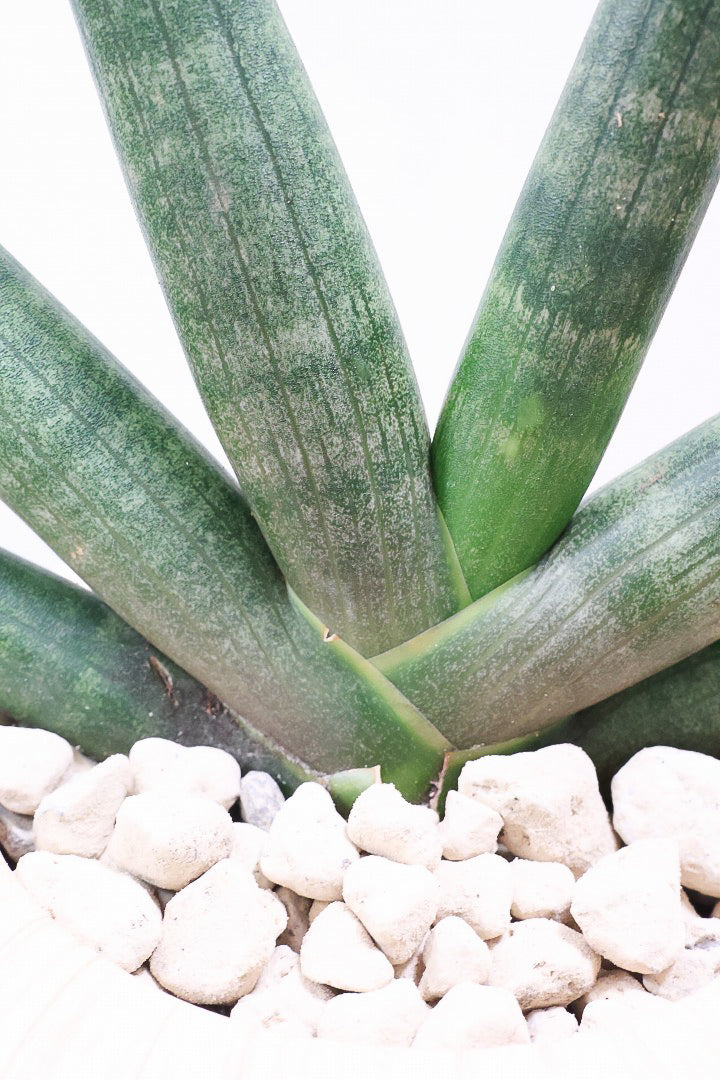 【サンスベリア ブラックボンセレンシス】大好きな品種！シブイ色合いが素敵！木目調のPOTもイイ感じです！