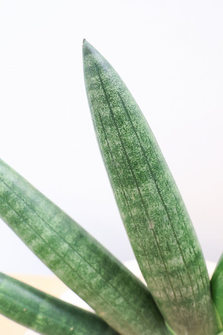 【サンスベリア ブラックボンセレンシス】大好きな品種！シブイ色合いが素敵！木目調のPOTもイイ感じです！