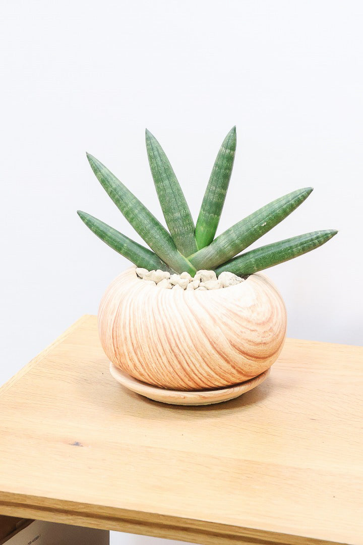 【サンスベリア ブラックボンセレンシス】大好きな品種！シブイ色合いが素敵！木目調のPOTもイイ感じです！