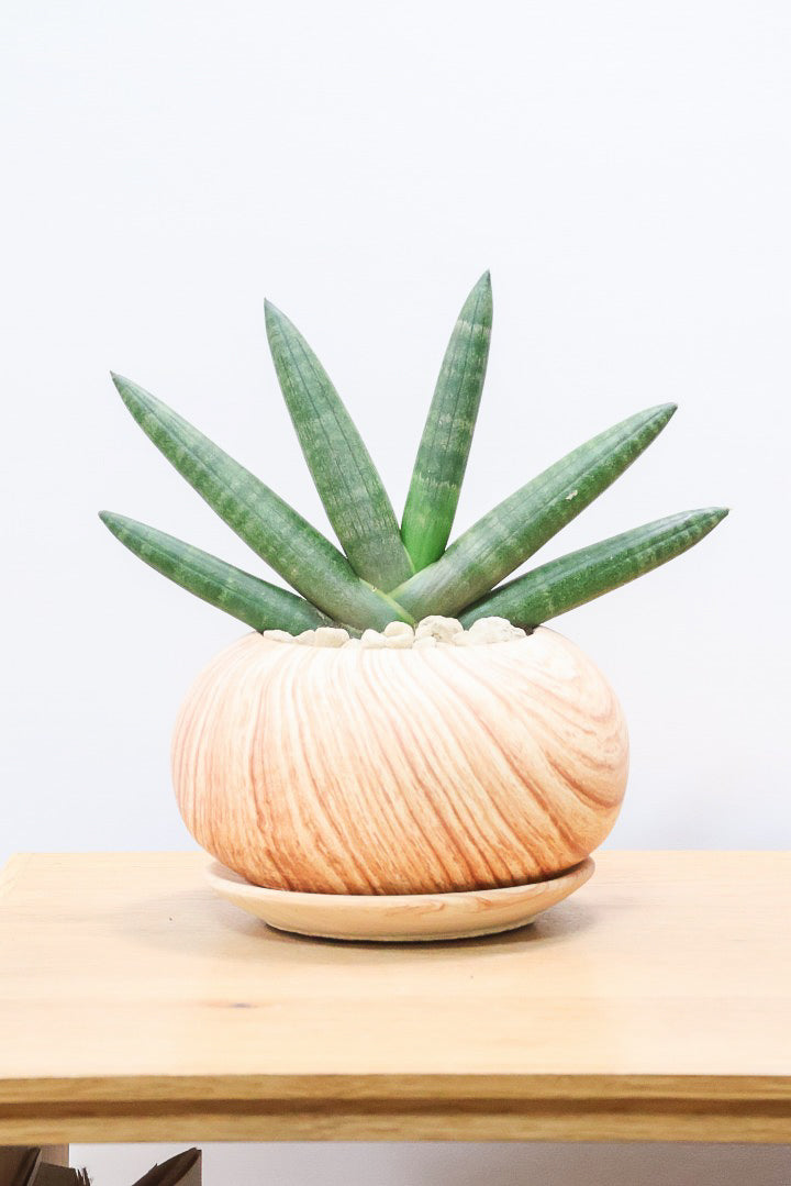 【サンスベリア ブラックボンセレンシス】大好きな品種！シブイ色合いが素敵！木目調のPOTもイイ感じです！