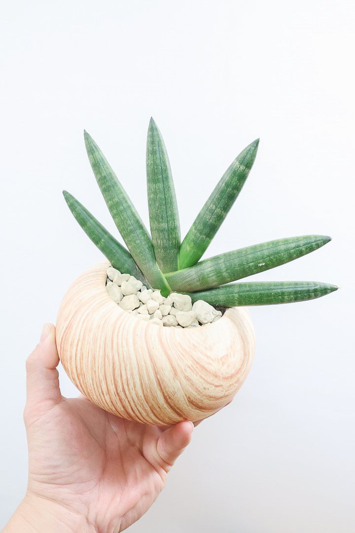 【サンスベリア ブラックボンセレンシス】大好きな品種！シブイ色合いが素敵！木目調のPOTもイイ感じです！