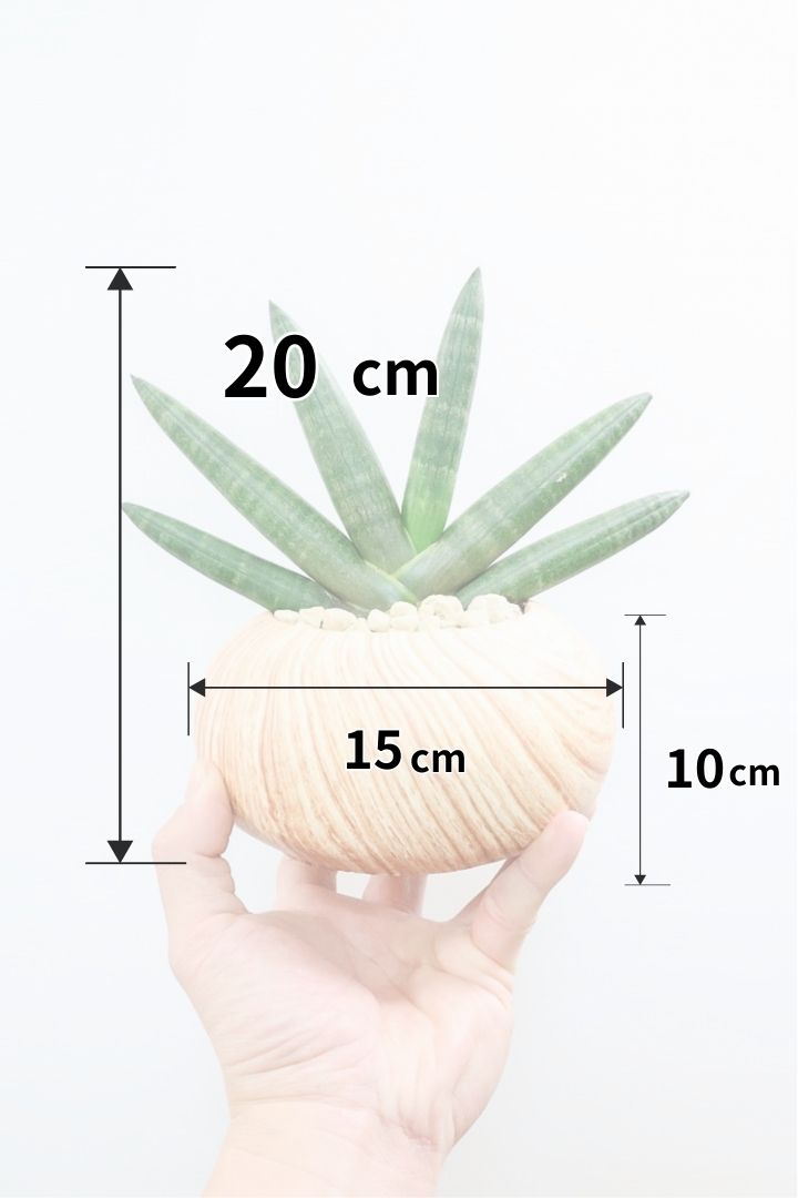 【サンスベリア ブラックボンセレンシス】大好きな品種！シブイ色合いが素敵！木目調のPOTもイイ感じです！