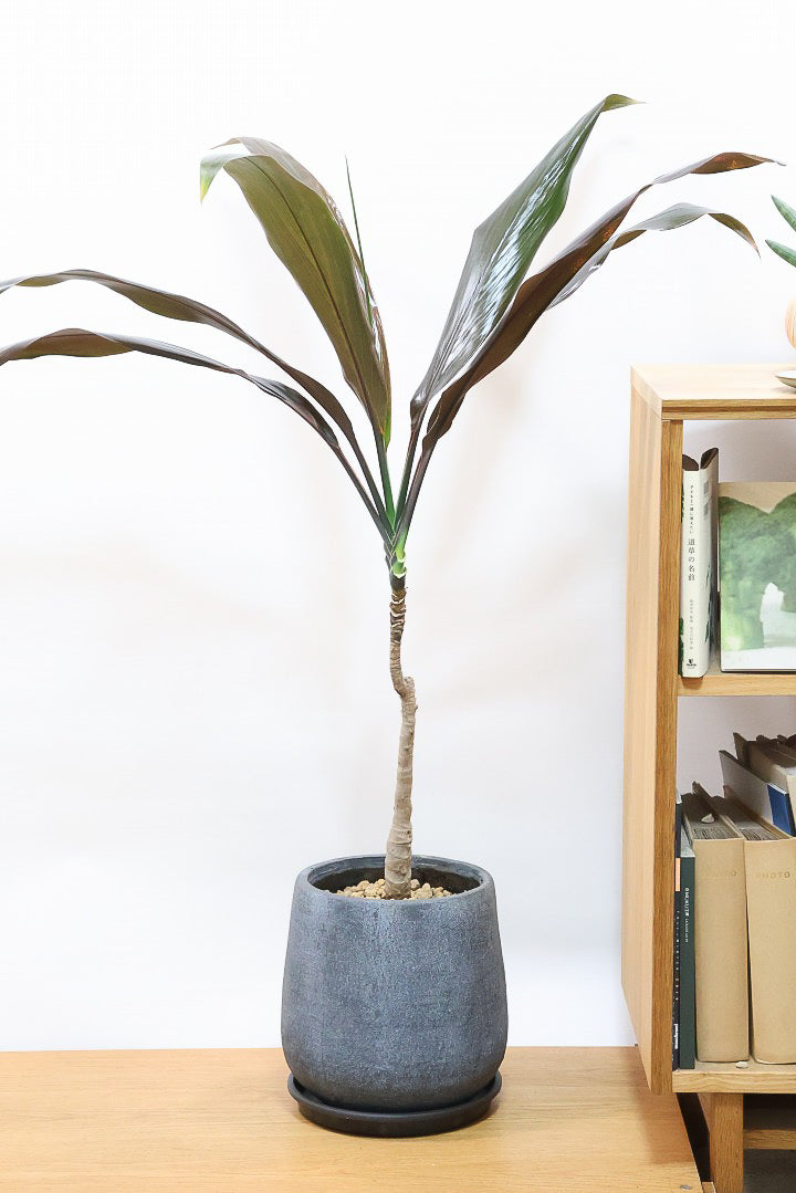 【ドラセナ ブラックリーフ】今回限りの入荷！葉がグリーンからブラックに変化する面白いドラセナ！