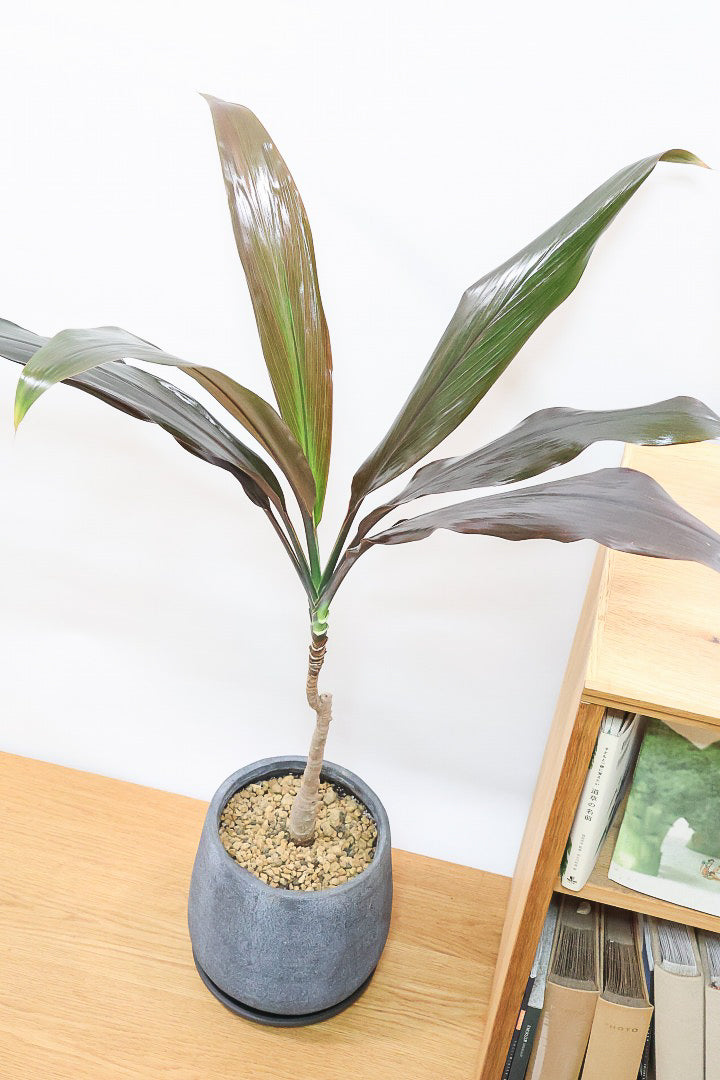 【ドラセナ ブラックリーフ】今回限りの入荷！葉がグリーンからブラックに変化する面白いドラセナ！