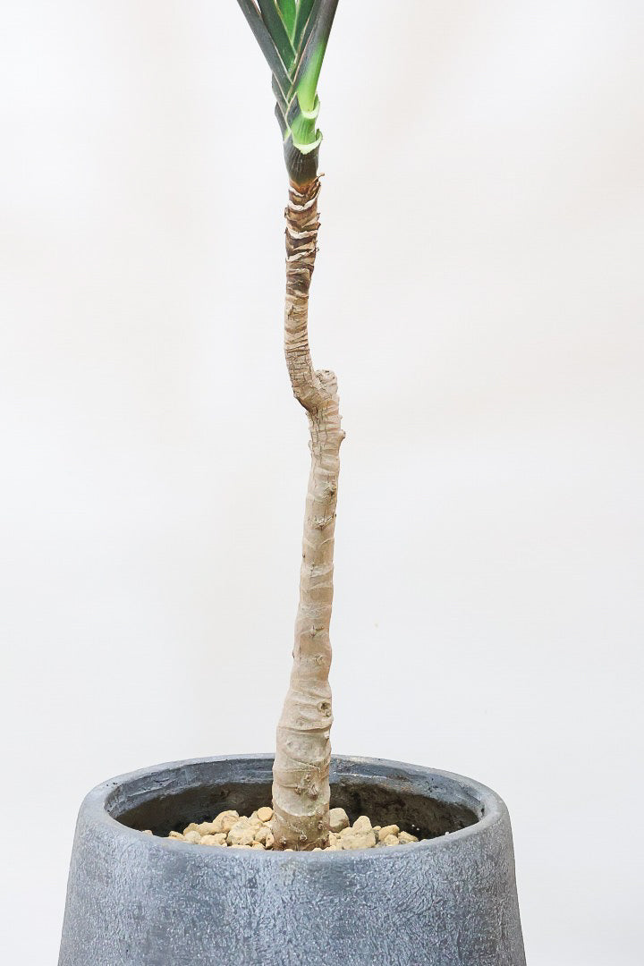 【ドラセナ ブラックリーフ】今回限りの入荷！葉がグリーンからブラックに変化する面白いドラセナ！