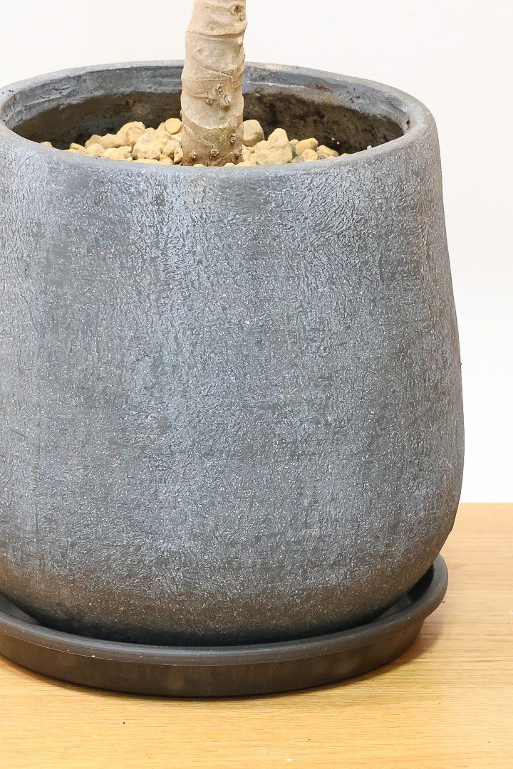 【ドラセナ ブラックリーフ】今回限りの入荷！葉がグリーンからブラックに変化する面白いドラセナ！