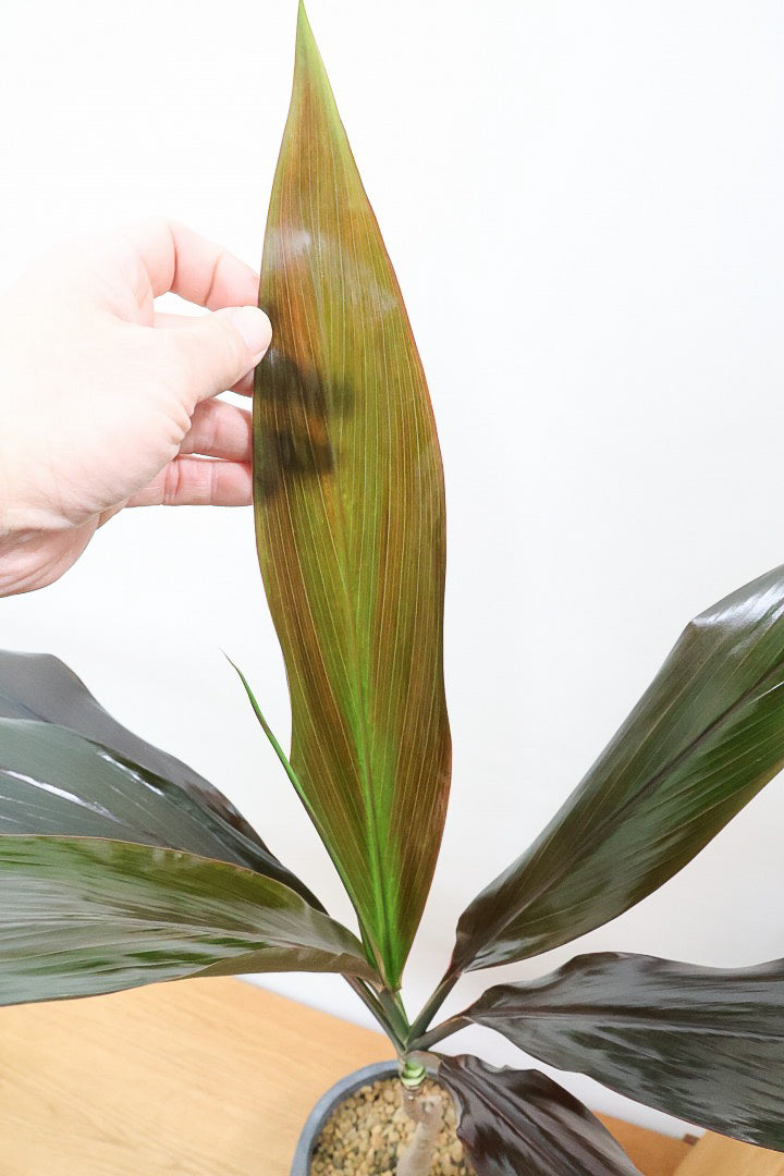 【ドラセナ ブラックリーフ】今回限りの入荷！葉がグリーンからブラックに変化する面白いドラセナ！