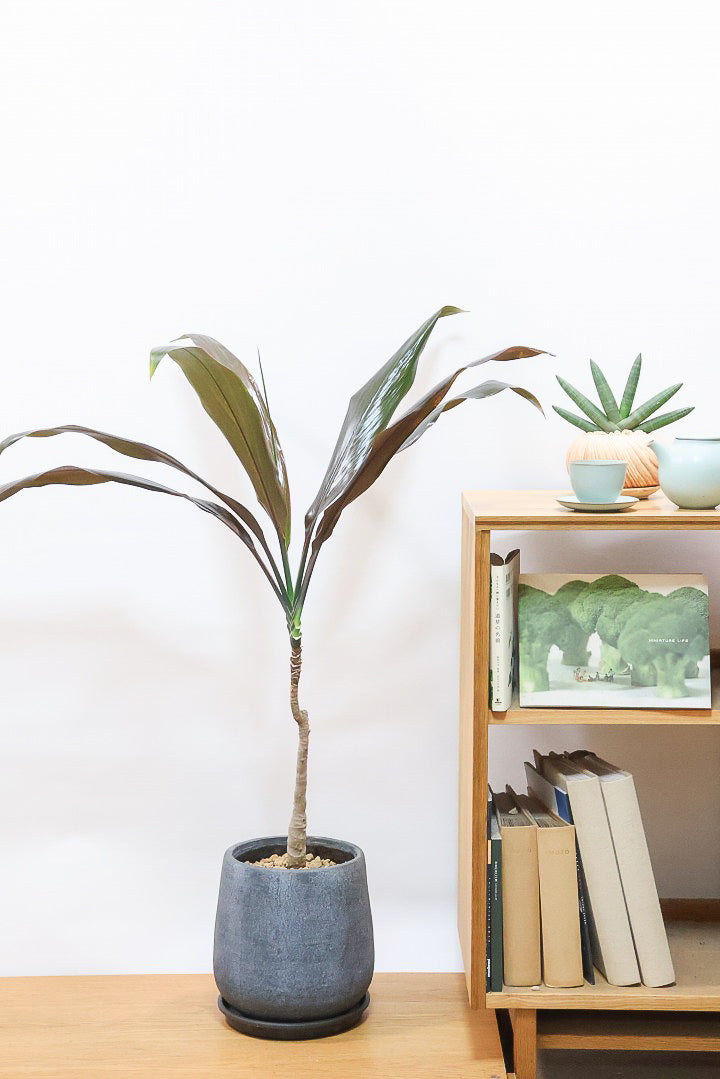 【ドラセナ ブラックリーフ】今回限りの入荷！葉がグリーンからブラックに変化する面白いドラセナ！