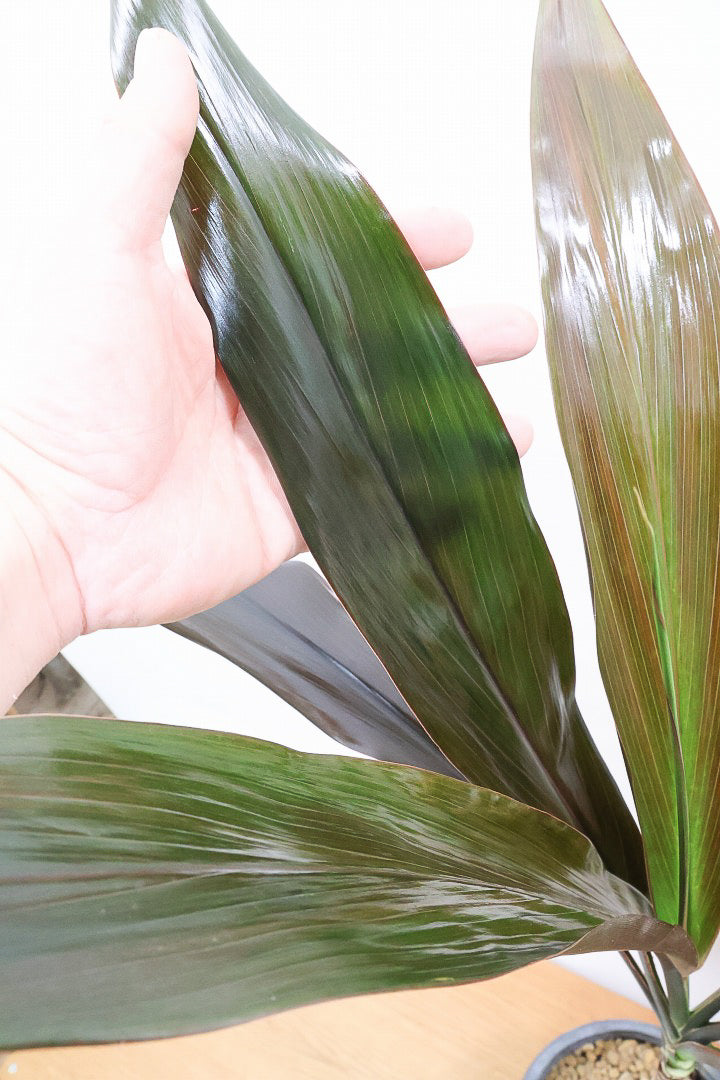 【ドラセナ ブラックリーフ】今回限りの入荷！葉がグリーンからブラックに変化する面白いドラセナ！