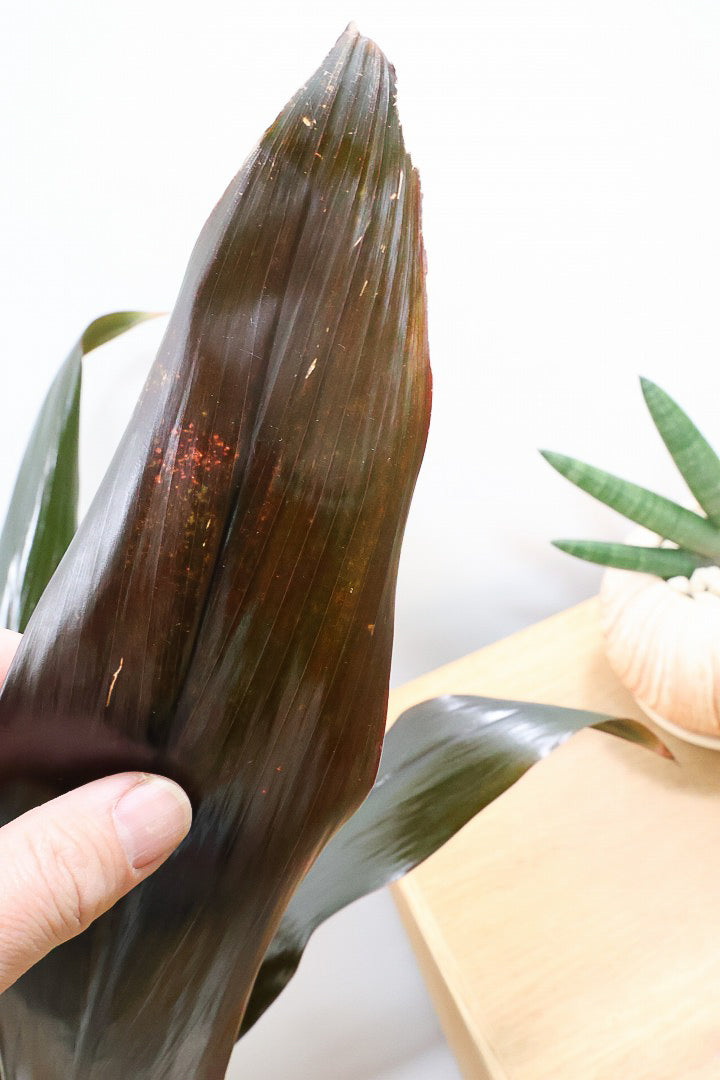 【ドラセナ ブラックリーフ】今回限りの入荷！葉がグリーンからブラックに変化する面白いドラセナ！